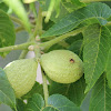 black walnut