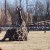 Somali Giraffe or Reticulated Giraffe