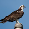 Osprey