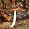 Deer mushroom