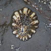 Rough Limpet