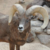 Bighorn sheep (male)
