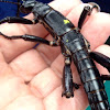 Lord Howe Island Stick Insect