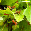 Leaf-cutter ants