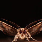 Moth