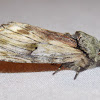 Red-washed Prominent