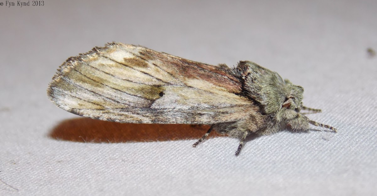 Red-washed Prominent