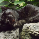 Leopard (Black Panther)
