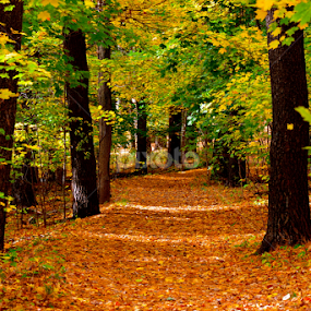 Autumn Trail by Carl Testo - Landscapes Forests