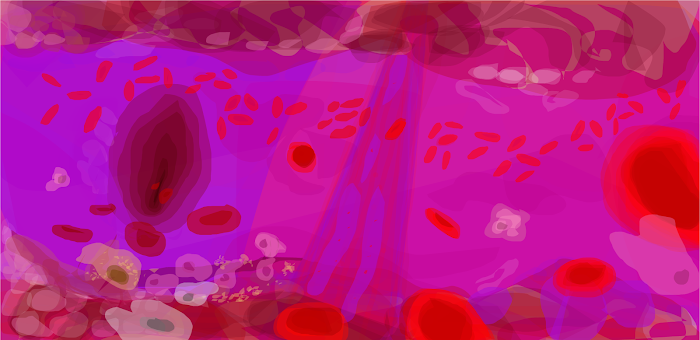 ~Erythrocyte~