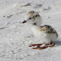 Snowy Plover chicks