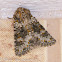 Small Ranunculus Moth