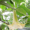 Angel's Trumpet