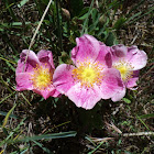 Wild Rose