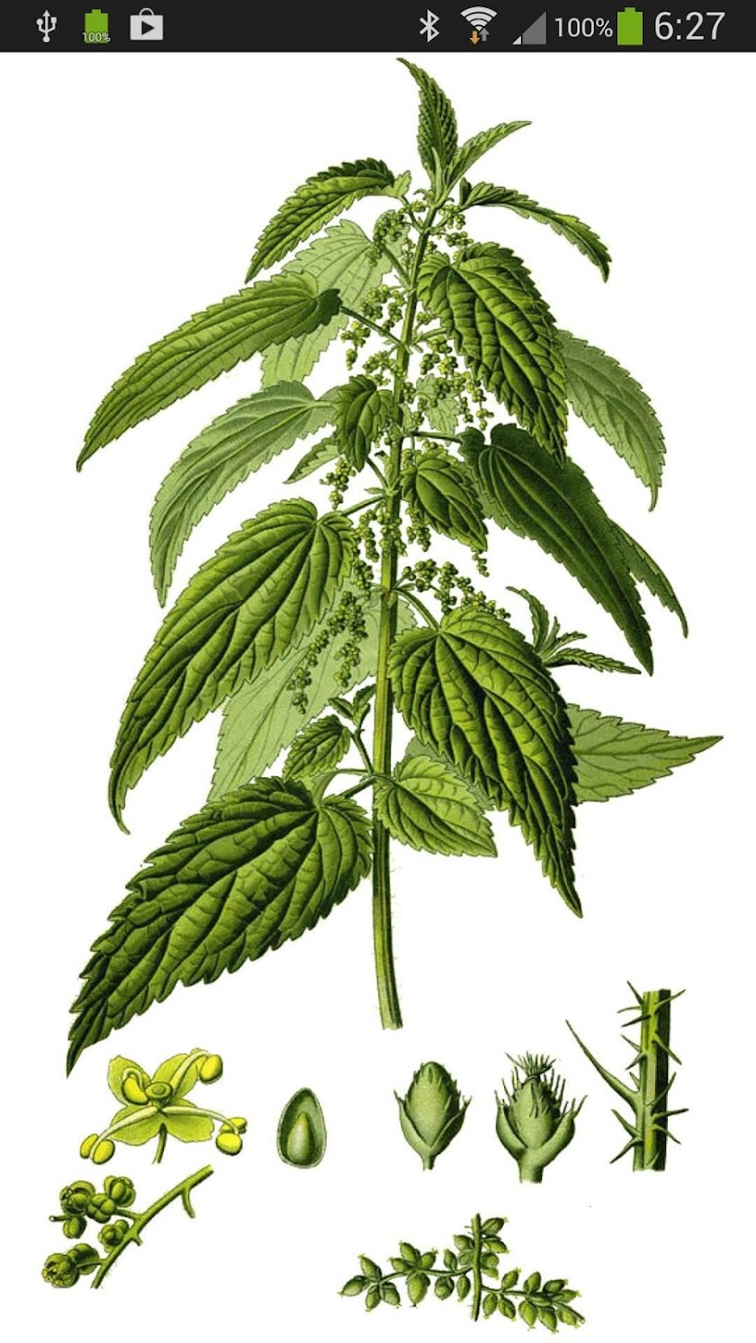 Botaniculum Screen 3