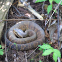 Water moccasin, cottonmouth
