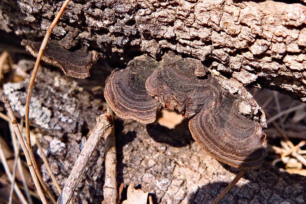 Phaeotrametes decipiens