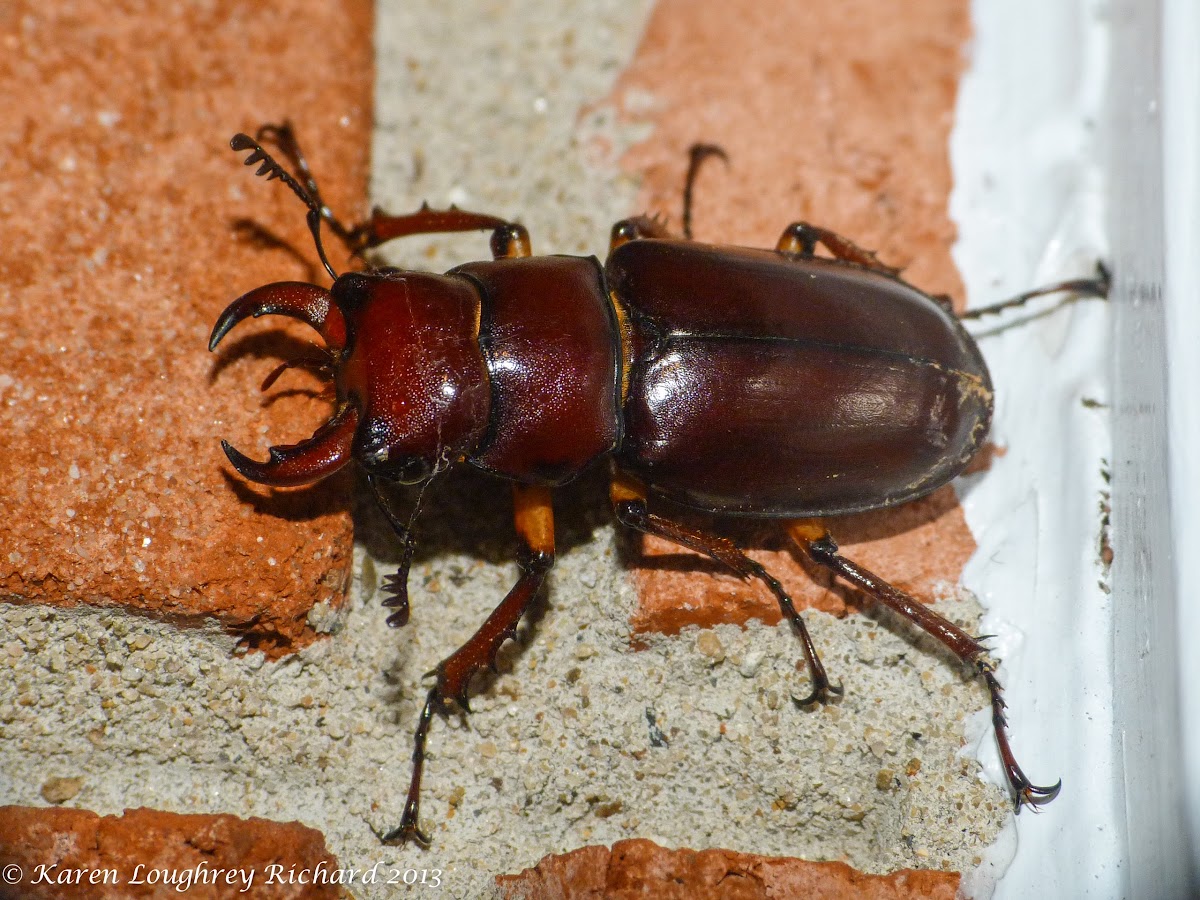 Reddish-brown stag beetle (male)
