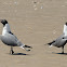 laughing gull