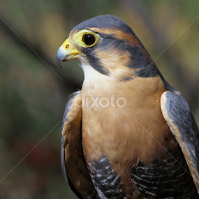 Aplomado Falcon by Sandra Blair - Animals Birds