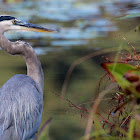 Great Blue Heron