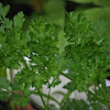 Curly leaf parsley
