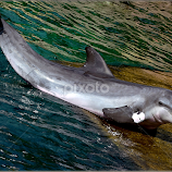 Dolphin by Renos Hadjikyriacou -  