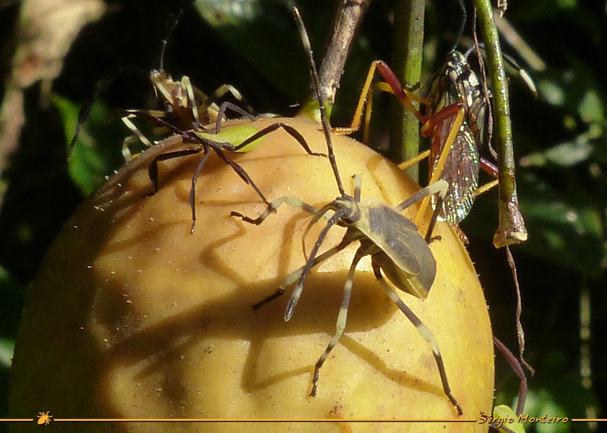 Percevejo do Maracujá (Passion fruit bug)