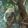 Two toed sloth