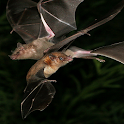 Beautiful Bats Wallpapers