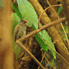 White-Barred Piculet [Male]