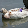 leucistic mallard