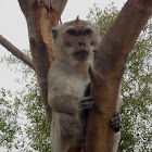 Crab-eating macaque