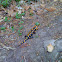 Fire Salamander (Foltos szalamandra)