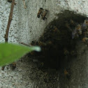Bee's
