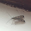 Scorpion fly species