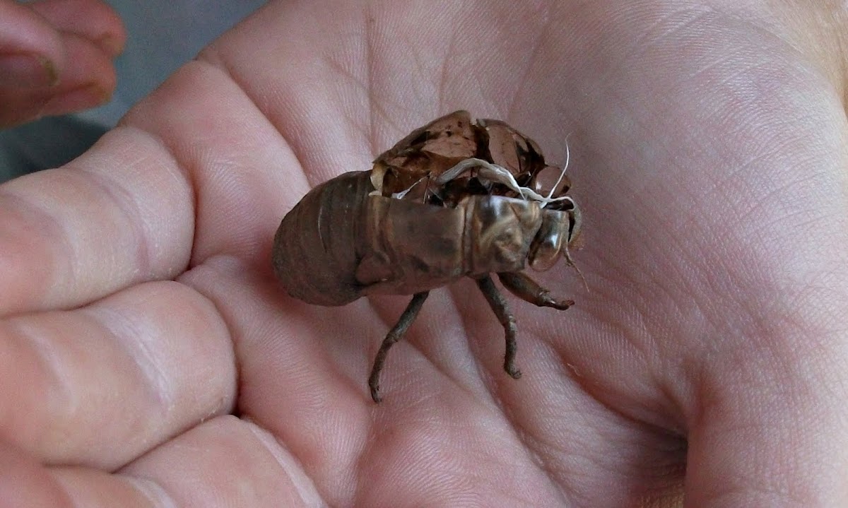 Cicada discarded skin