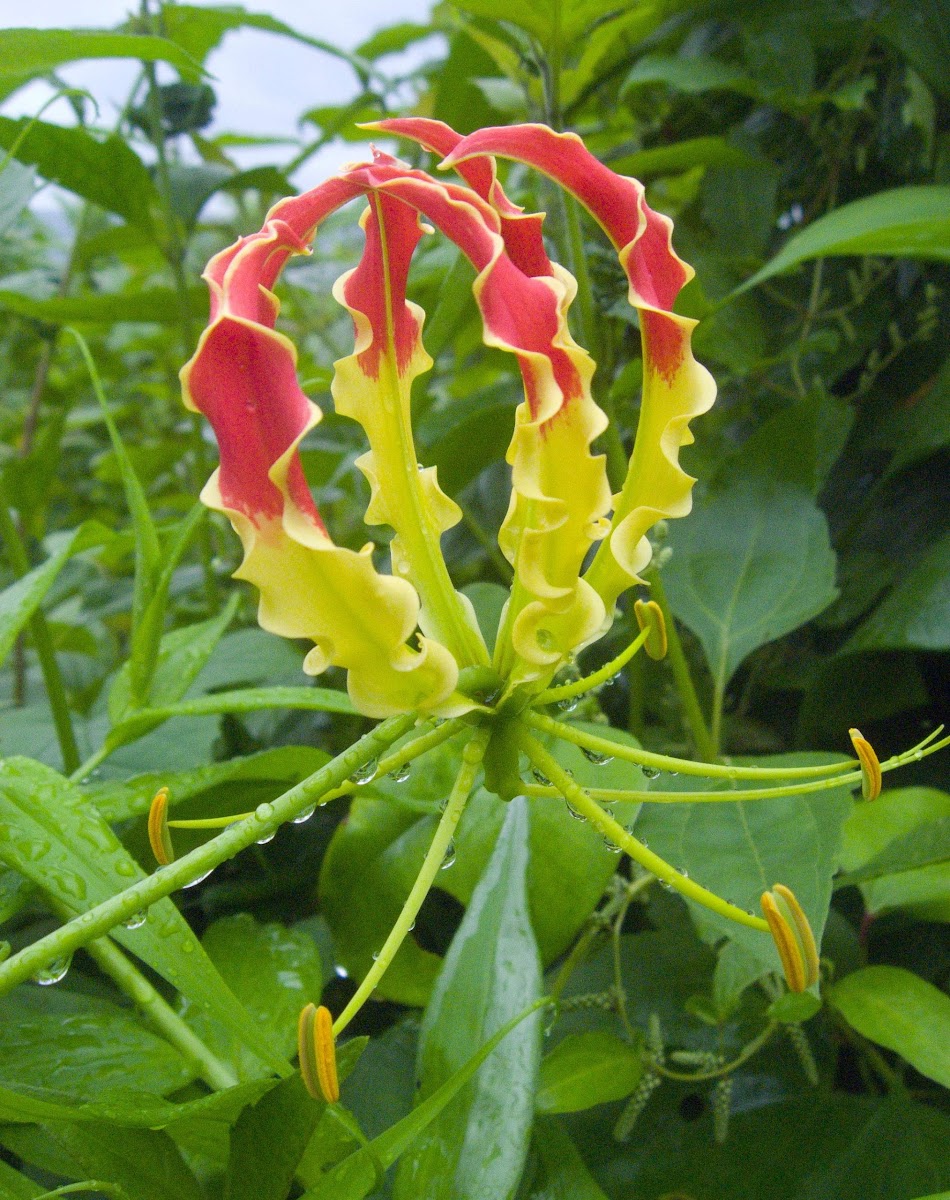Gloriosa sp. flower (glory lily)