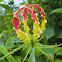 Gloriosa sp. flower (glory lily)
