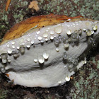 Red Belted Polypore