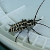 Cottonwood beetle 