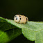 Parasitic wasp cocoon