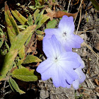 Browallia multiflora