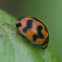 Transverse ladybird (Coccinella transversalis)