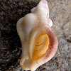 Hairy hermit crab inside a Festive Murex shell