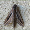 Vine Hawk Moth, Silver-striped Hawk Moth