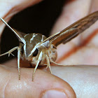 White-lined Hawk moth