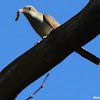 Yellow-billed cuckoo