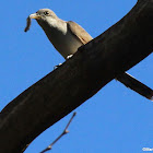 Yellow-billed cuckoo