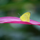 The Common Grass Yellow Butterfly